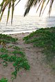 Beach path
